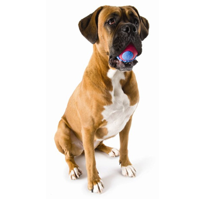 Planet Dog Large Orbee-Tuff® Orbee Ball