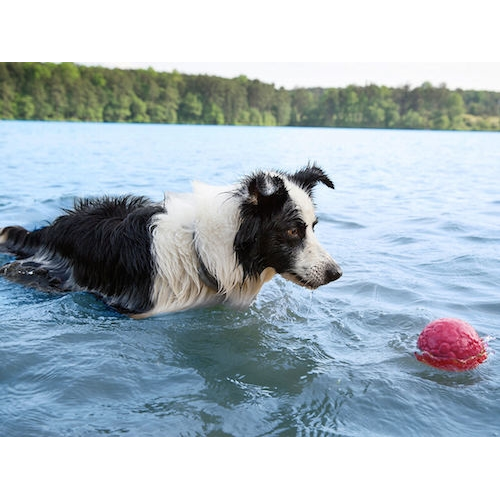 West Paw Zogoflex Air Boz