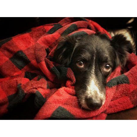 Tall Tails Hunter's Plaid Dog Blanket