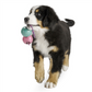 Planet Dog Orbee-Tuff® RecycleBALL® Value Pack