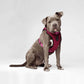 Canada Pooch Everything Harness PINK/RED/BLACK